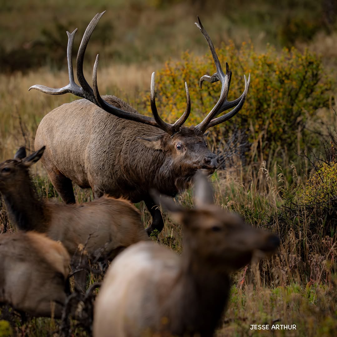Elk Calls