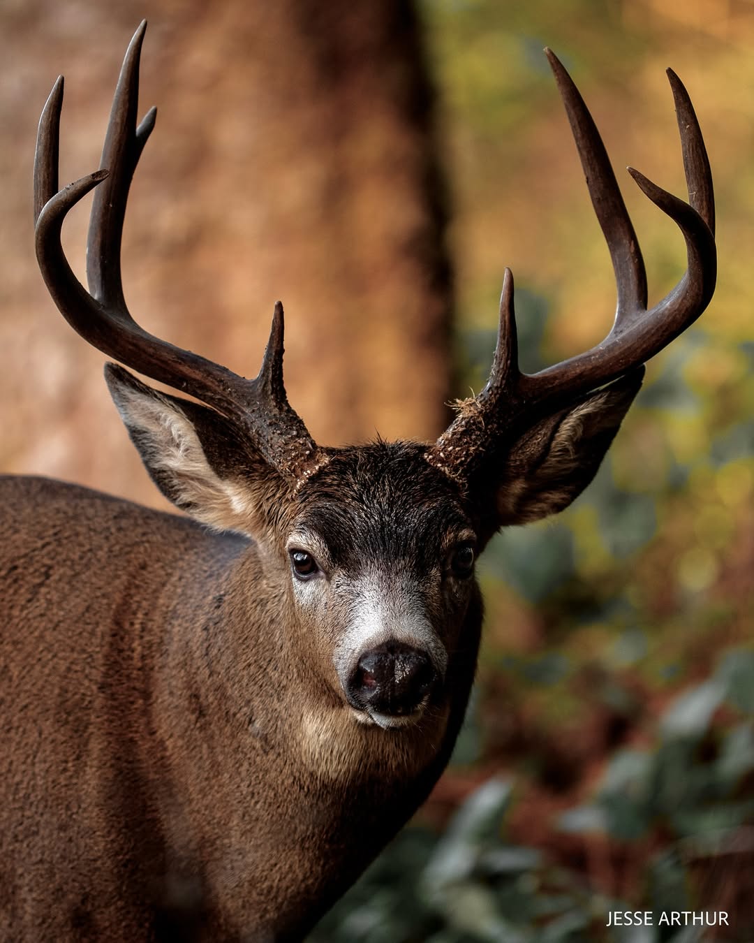 Deer Calls